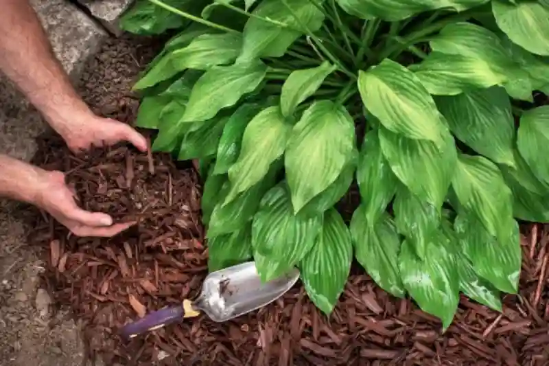 Reliable Mulching Service in League City, TX 