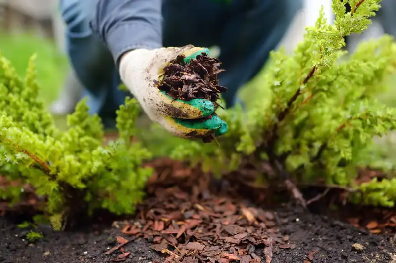 Outstanding Mulching Service in League City, TX 