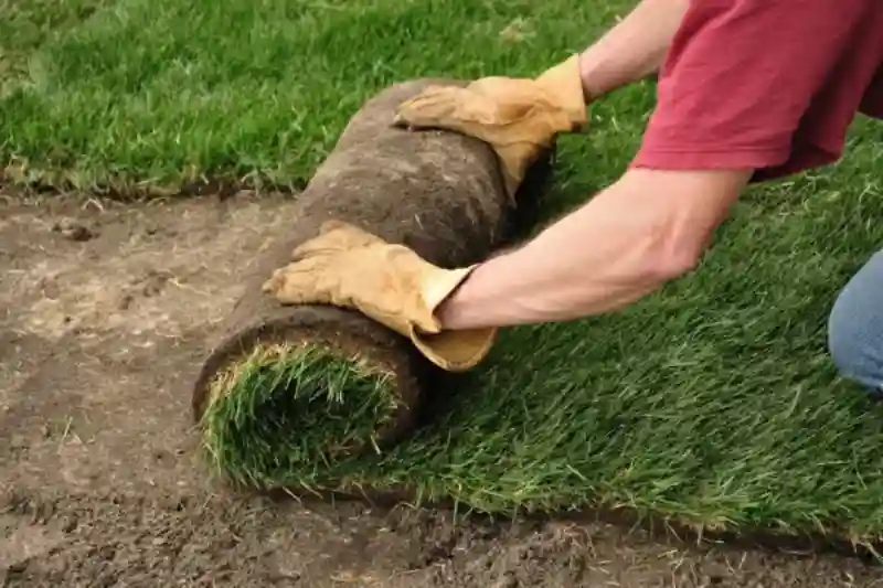 Outstanding Sod Installation Service in League City, TX 